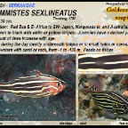 Grammistes sexlineatus Goldstriped  soapfish