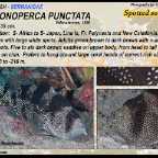 Pogonoperca punctata - Spotted soapfish