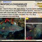 Belanoperca chabanaudi - Arrowhead soapfish