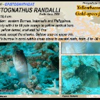 Opistognathus randalli - Gold-specks jawfish