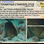 Opistognathus cyanospilotus - Blueblotch jawfish