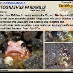 Opistognathus variabilis - Variable jawfish