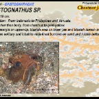 Opistognathus sp