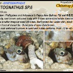 Opistognathus sp6. - Chinstrap jawfish