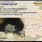 Opistognathus sp.- Ring eyed jawfish