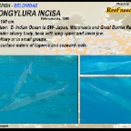 Strongylura incisa - Reef needlefish