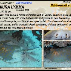 Taeniura lymma - Ribbontail stingray