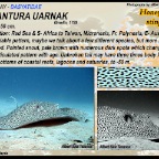 Himantura uarnak - Honeycomb stingray