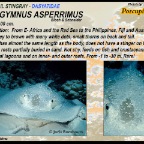 Urogymnus asperrimus - Porcupine ray