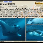 Mobula alfredi - Reef manta ray