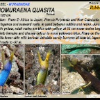 Rhinomuraena quasita - Ribbon eel