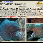 Gymnothorax javanicus - Giant moray  eel