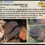 Gymnothorax flavimarginatus - Yellow edged moray eel