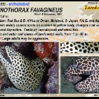 Gymnothorax  favagineus - Laced moray eel