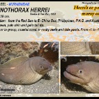 Gymnothorax herrei - Palechin moray eel