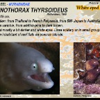 Gymnothorax thyrsoideus - White-eyed moray eel