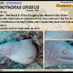 Gymnothorax griseus - Geometric moray eel