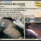 Gymnothorax meleagris - Whitemouth moray  eel
