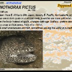 Gymnothorax pictus - Peppered moray eel