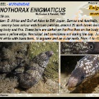 Gymnothorax enigmaticus - Enigmatic moray eel