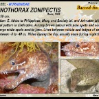 Gymnothorax zonipectis - Barred fin moray eel