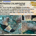 Gymnothorax chlamydatus - Chlamidatus moray eel