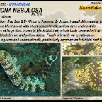 Echidna nebulosa -  Snowflake moray eel