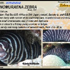 Gymnomuraena zebra - Zebra moray eel