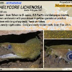 Enchelycore lichenosa - Mosaic moray eel