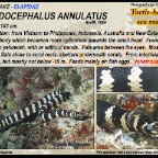 Emydocephalus annulatus-Turtle headed sea snake