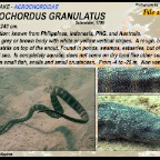 Acrochordus granulatus - File snake