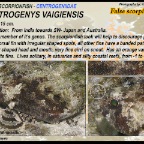 Centrogenys vaigiensis - False scorpionfish