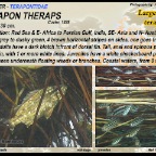 Terapon theraps - Largescaled terapon