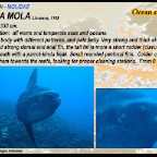 Mola mola - Ocean sunfish