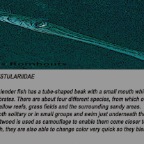 Flutefish info