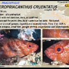 Heteropriacanthus cruentatus - Glasseye