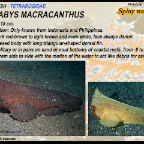Ablabys macracanthus - Spiny