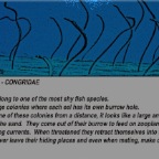 Garden eels info