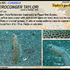 Heteroconger taylori -Taylor's garden eel