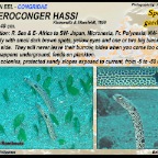 Heteroconger Hassi - Spotted  garden eel