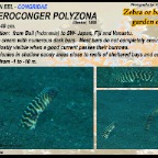 Heteroconger polyzona - Zebra garden eel