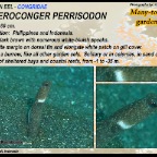 Heteroconger perrisodon -  Many-toothed garden eel