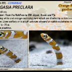 Gorgasia preclara - Orange-barred garden eel