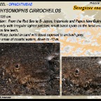 Brachysomophis cirrocheilos - Stargazer snake eel 