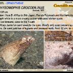 Brachysomophis  crocodilinus - Crococodile snake eel