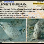 Callechelys marmorata - Marbled snake eel