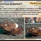 Ophichthus bonaparti - Napoleon snake eel