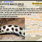Myrichthys maculosus - Spotted snake eel