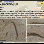 Muraenichthys sp - Worm-eel