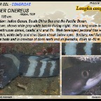 Conger cinereus - longfin conger eel